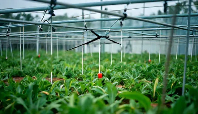 基地合作中种植管理如何有效避免风险?